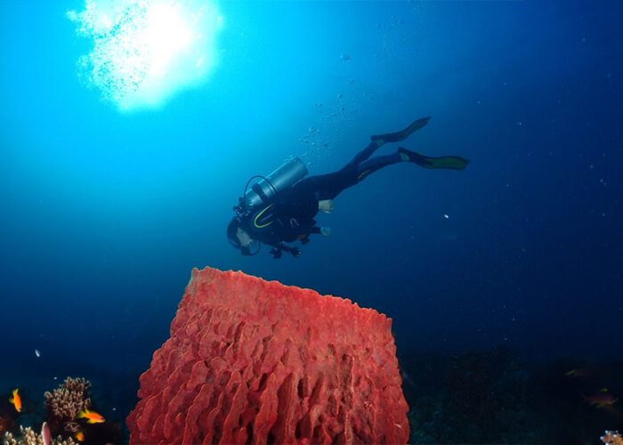 Discover-Scuba-Diving